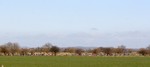 Darly Moor (1).JPG